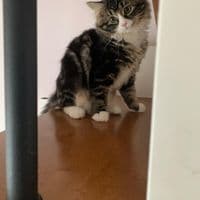 Original image - Cat transformed in renaissance style