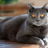 Original image - Cat transformed in Disney cartoon style