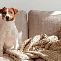 Original image - Dog transformed in cyberpunk style