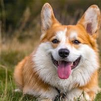 Original image - Dog transformed into an astronaut