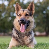 Original image - Dog transformed into a pirate